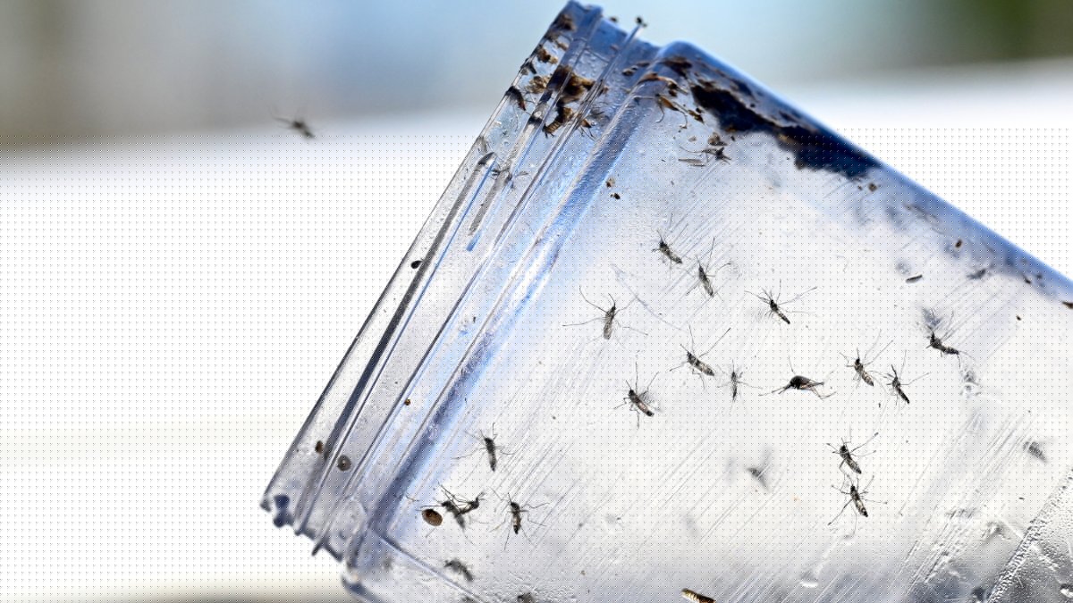 Dengue in Virginia: State reports 1st locally acquired case of mosquito-borne virus