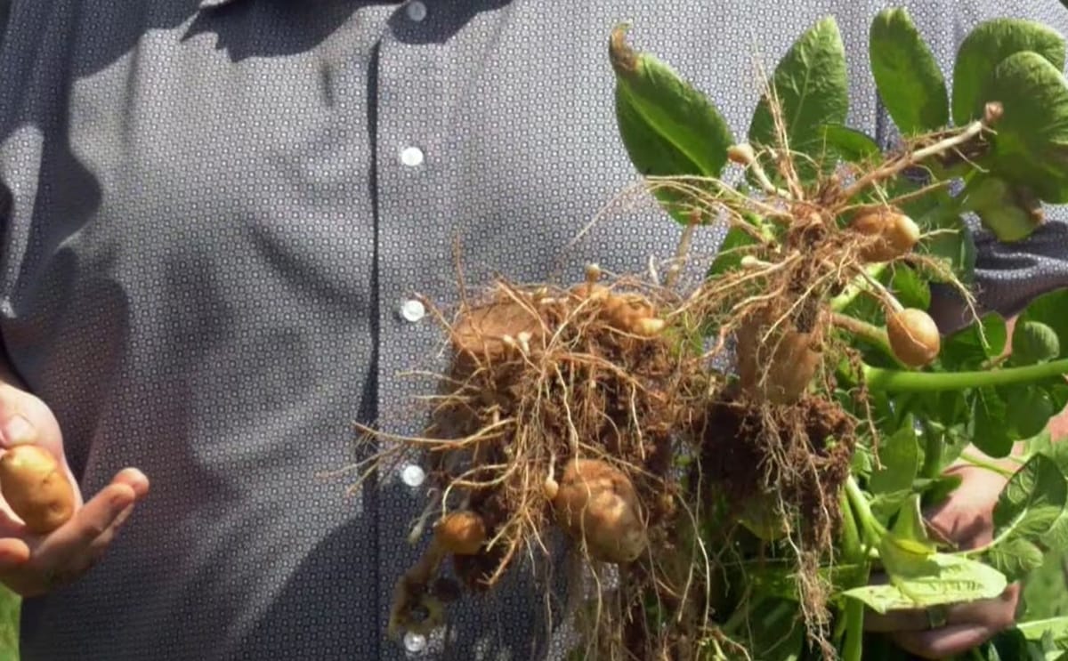 Can Cows Help Grow Better Potatoes? Canadian Researchers Test Grazing to Improve Soil Health