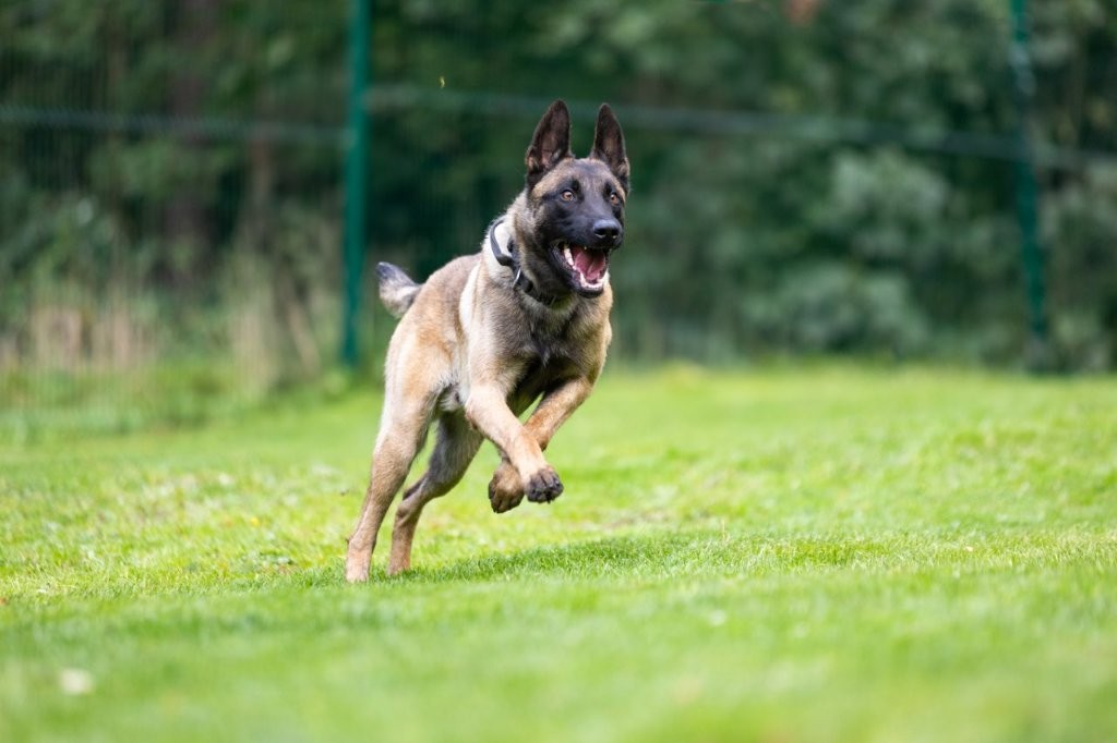 Burglary suspect detected by police dog