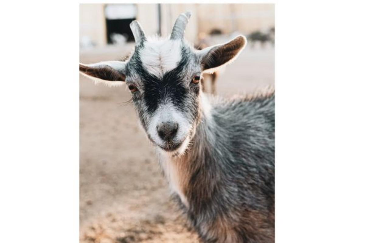 2026 Laramie County Fair Continues Through Saturday, August 8