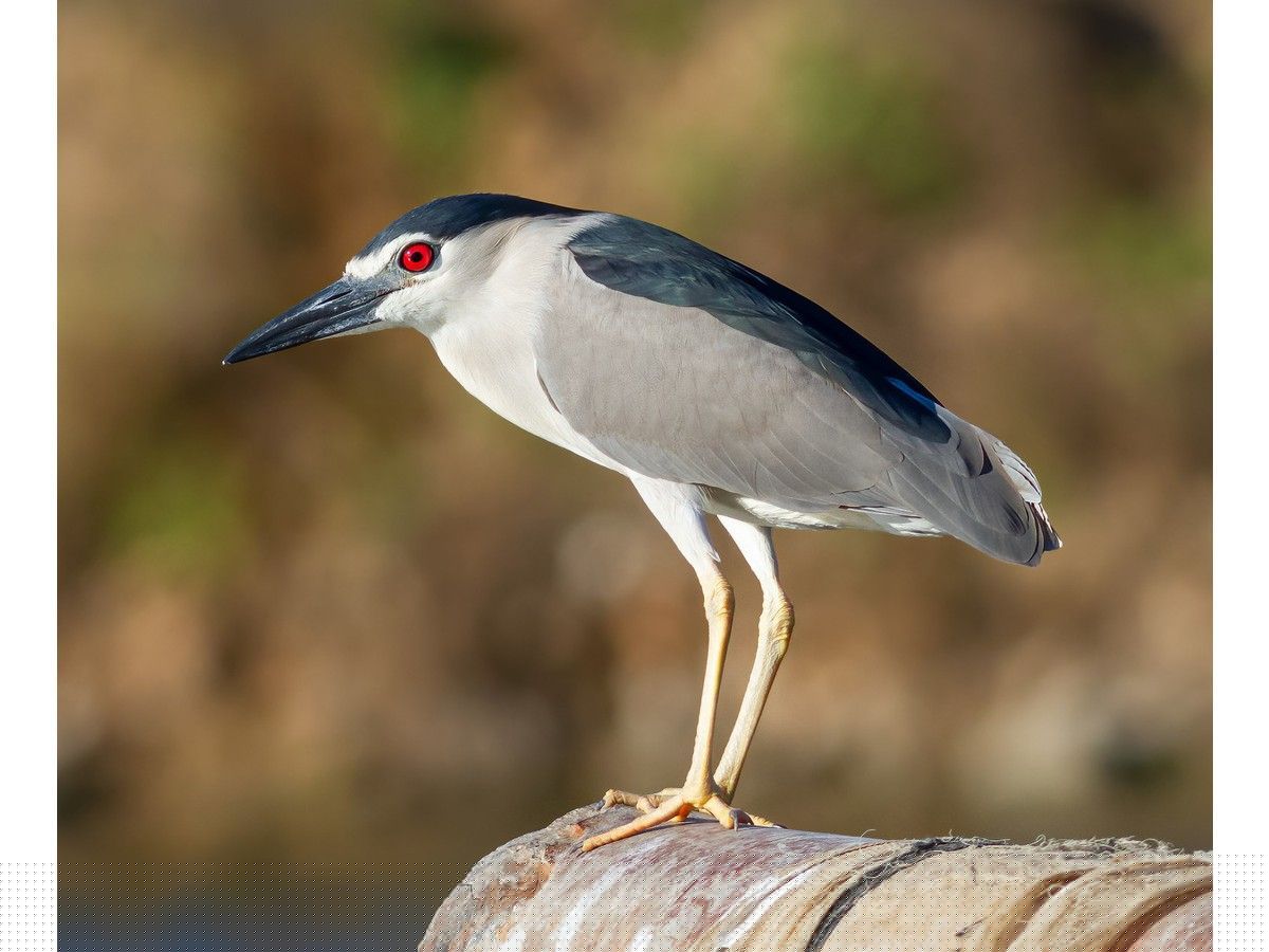 Birdwatching in the Massey area this year ‘nothing short of amazing’