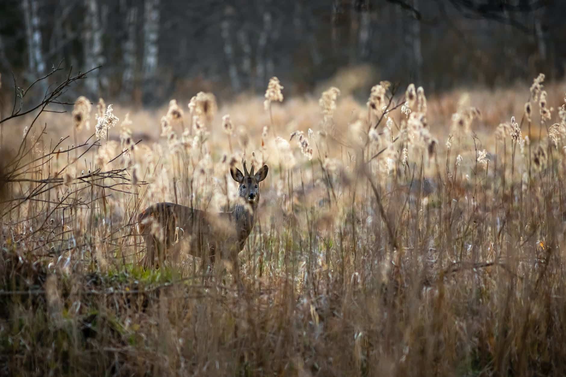 DEC rolls out e-tags and youth perks for deer season