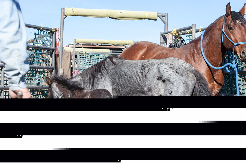 Starving Horses Cry for Justice: Fund Inspectors and Emergency Feed to Stop Suffering