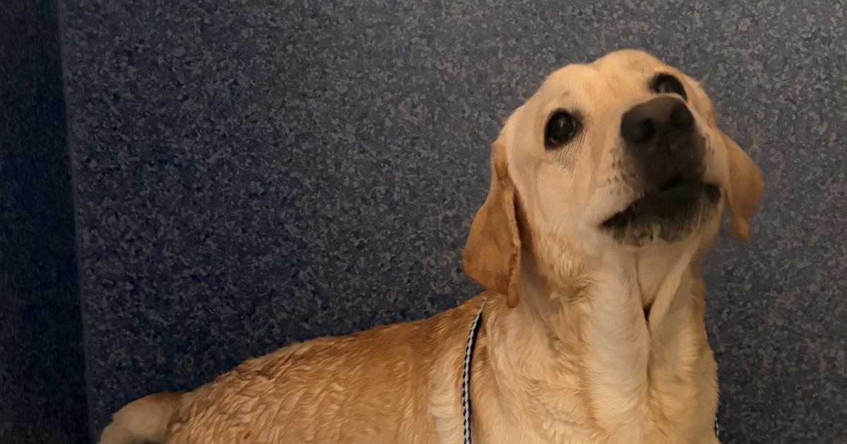 Full police statement after lone dog sparks major search for owner