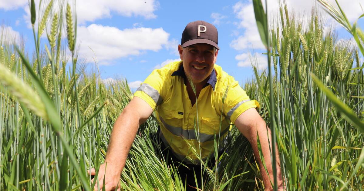 Barley a bolter crop for Smiths as they seek kind finish to cropping season