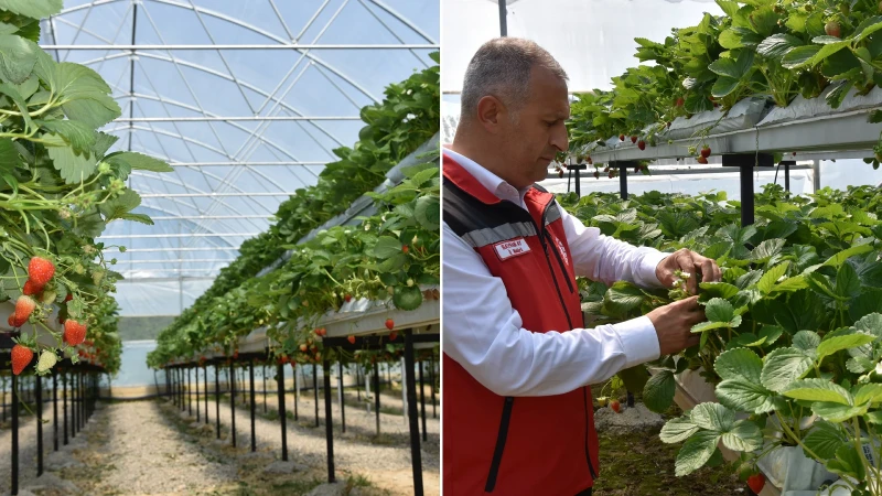 Ordu'da fındığın yanına dev gelir kaynağı: Çiftçinin yüzünü güldürdü