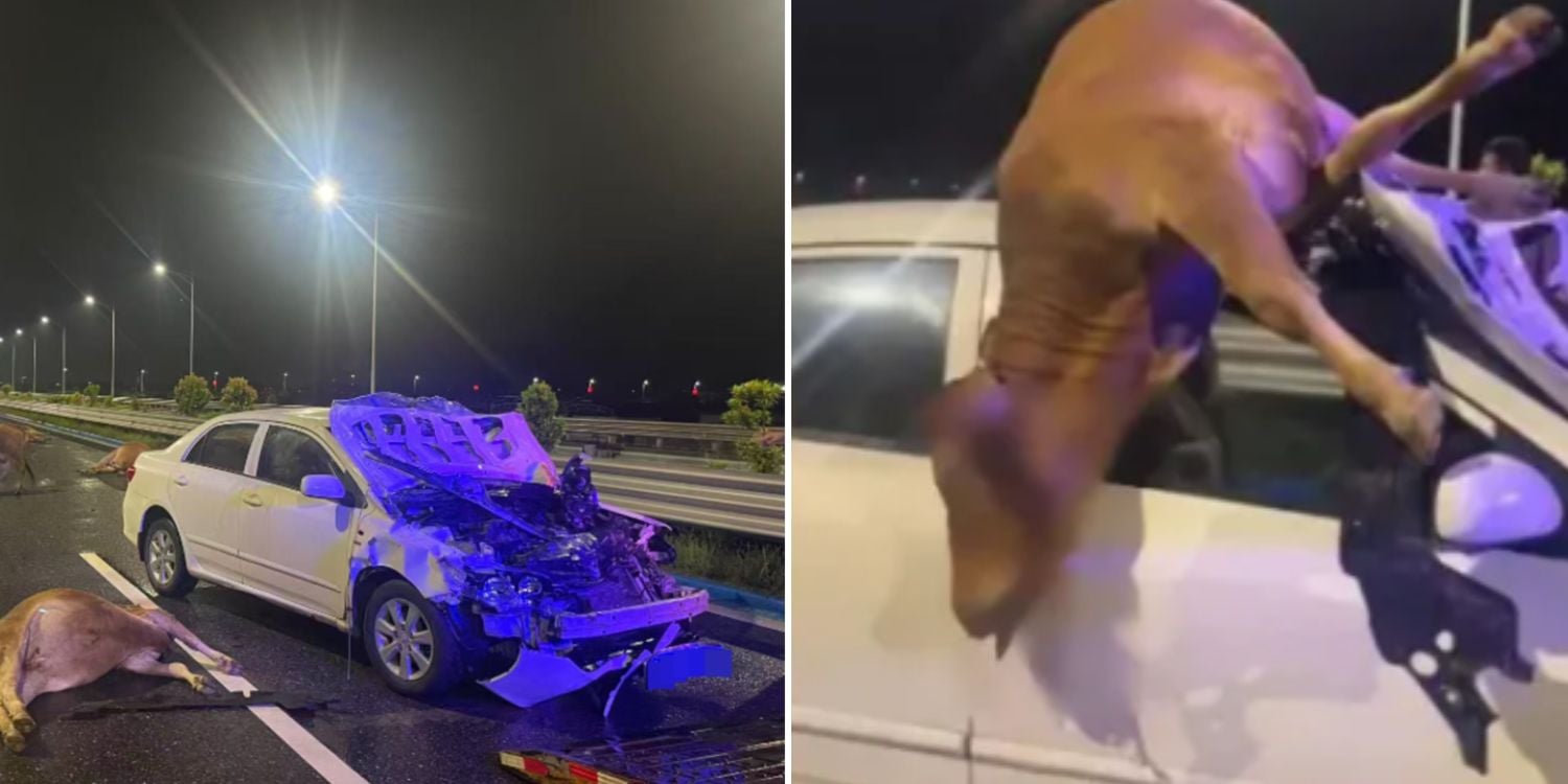 Car wrecked after driver crashes into 6 cattle in China, police say owner responsible for negligence