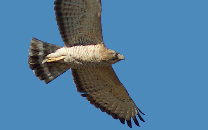 Learn about fall raptor migration at Landrum Library lecture