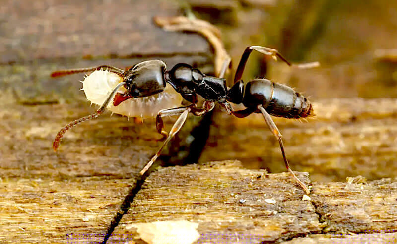Invasive Asian needle ants are surging in US Southeast — and their bite can trigger anaphylaxis