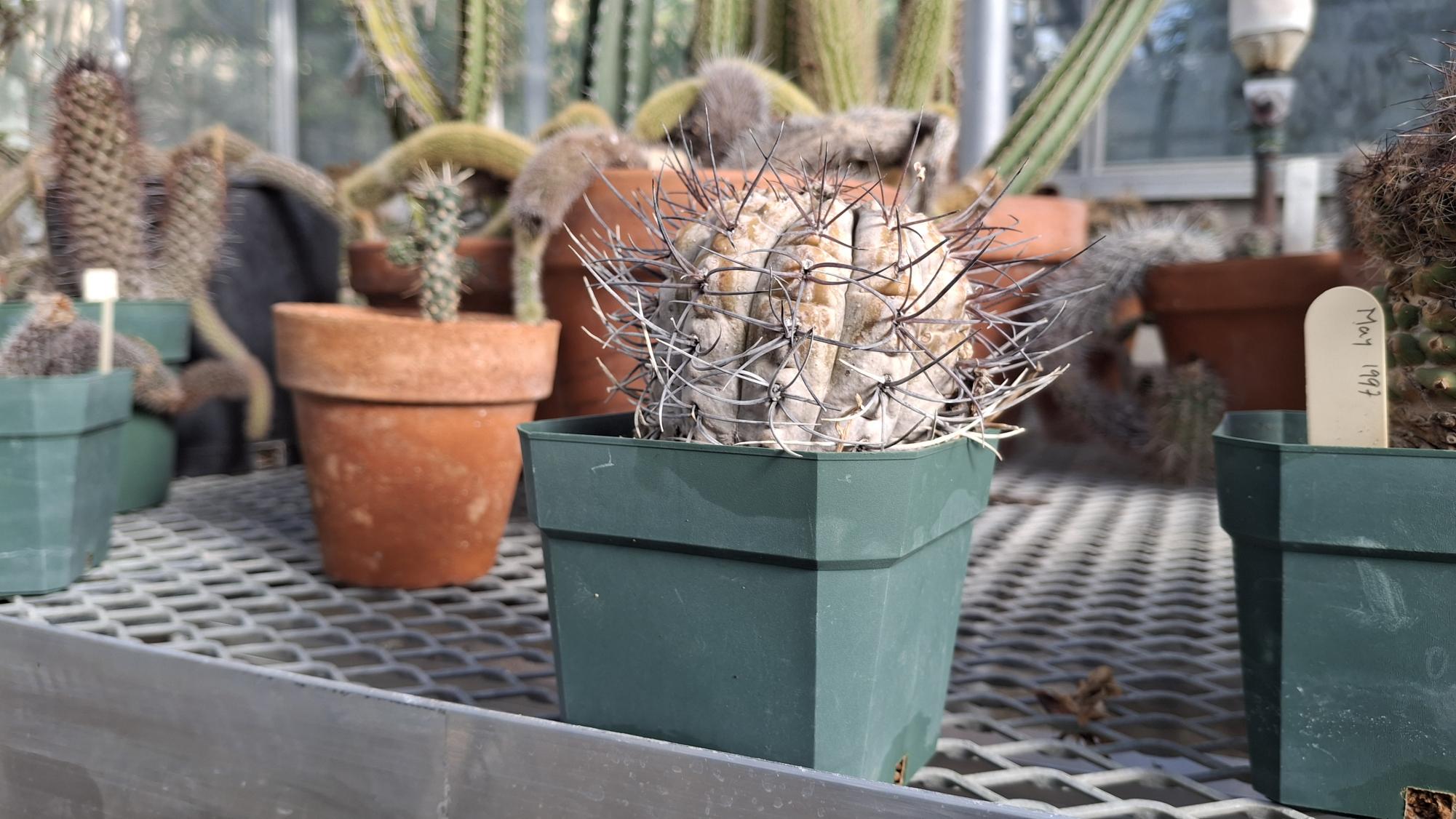 Botanical buzz at Bessey Greenhouse