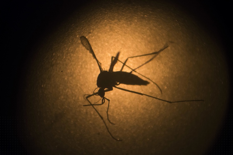 West Nile virus found in Northfield and Deerfield mosquitoes