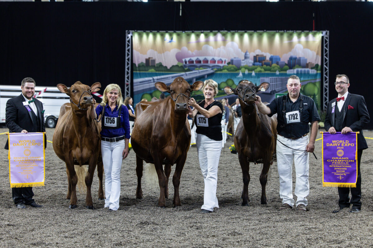 Willow Wins Grand In The International Ayrshire Show