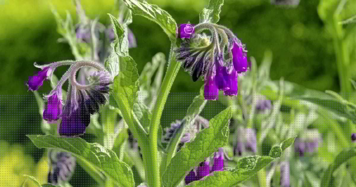 Casual Gardener: From natural fertiliser to folk remedy - why Russian comfrey is having a revival