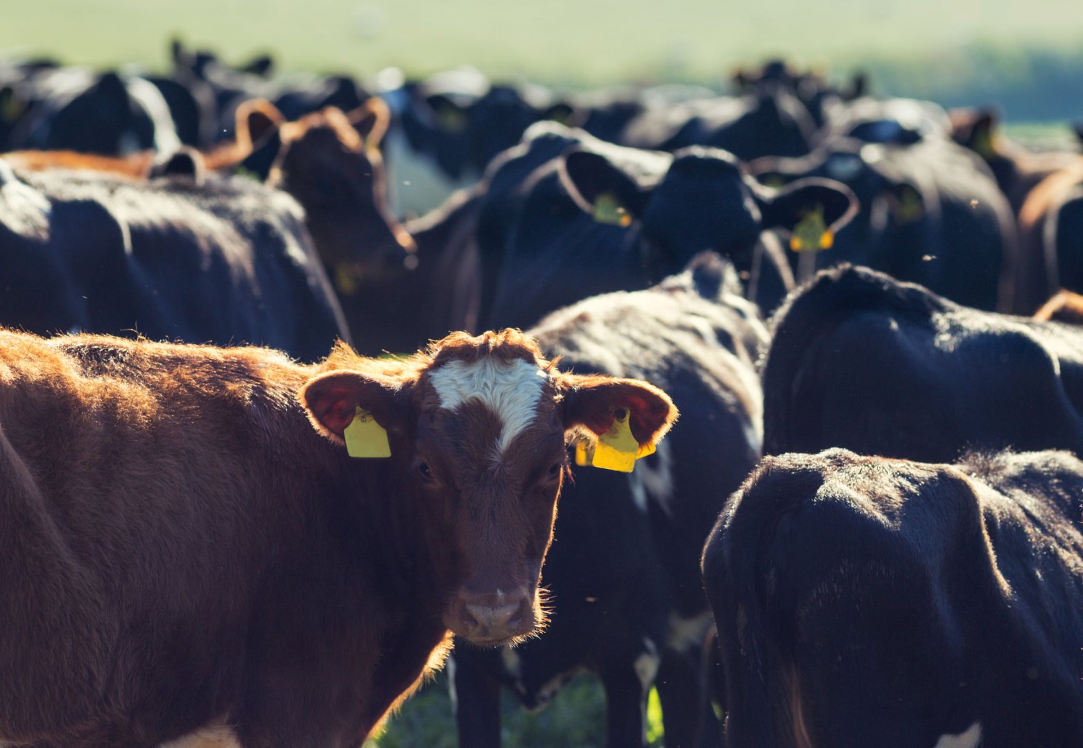 Tajikistan’s cattle herd grows 8.6% as sheep and goats rise 11.7%