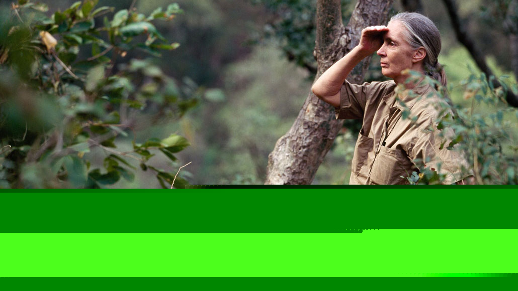 Comment on A new exhibit invites you to step into Jane Goodall’s life by What Jane Goodall taught me about bones, loss and never losing something - YACAK