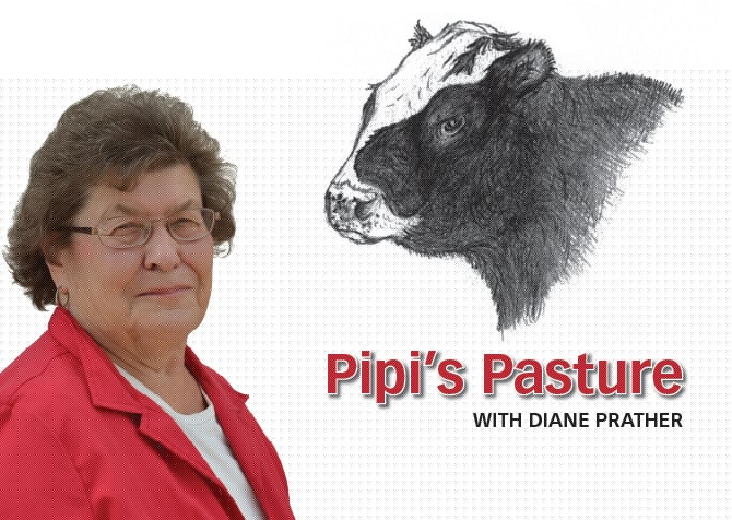 Pipi’s Pasture: Hot weather woes