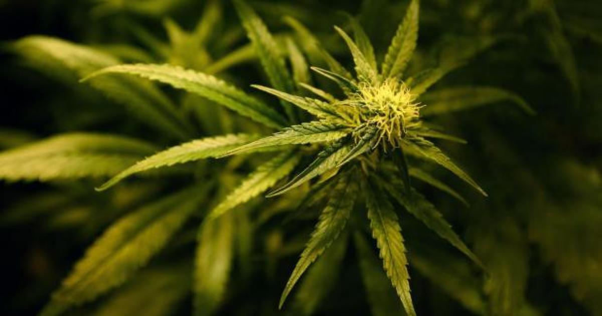 Man hauled before court after being caught possessing cannabis