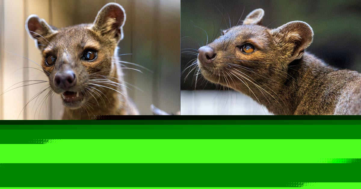 Racine Zoo welcomes Fosa sisters; made trip from Central Florida Zoo