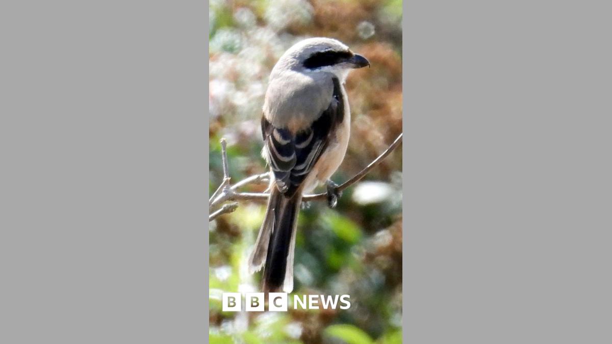 'Extraordinary sight' of rare bird from Asia spotted in UK