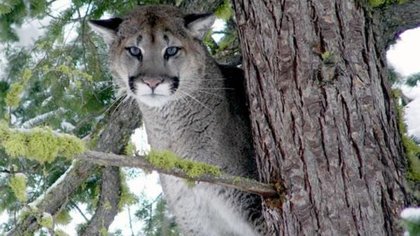 Muckleshoot Indian Tribe warns families of cougar sightings
