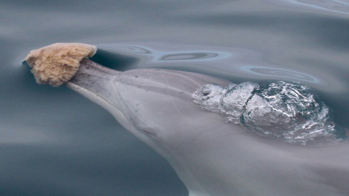 Sponge Foraging in Dolphins Does Something Unique to Their Genes