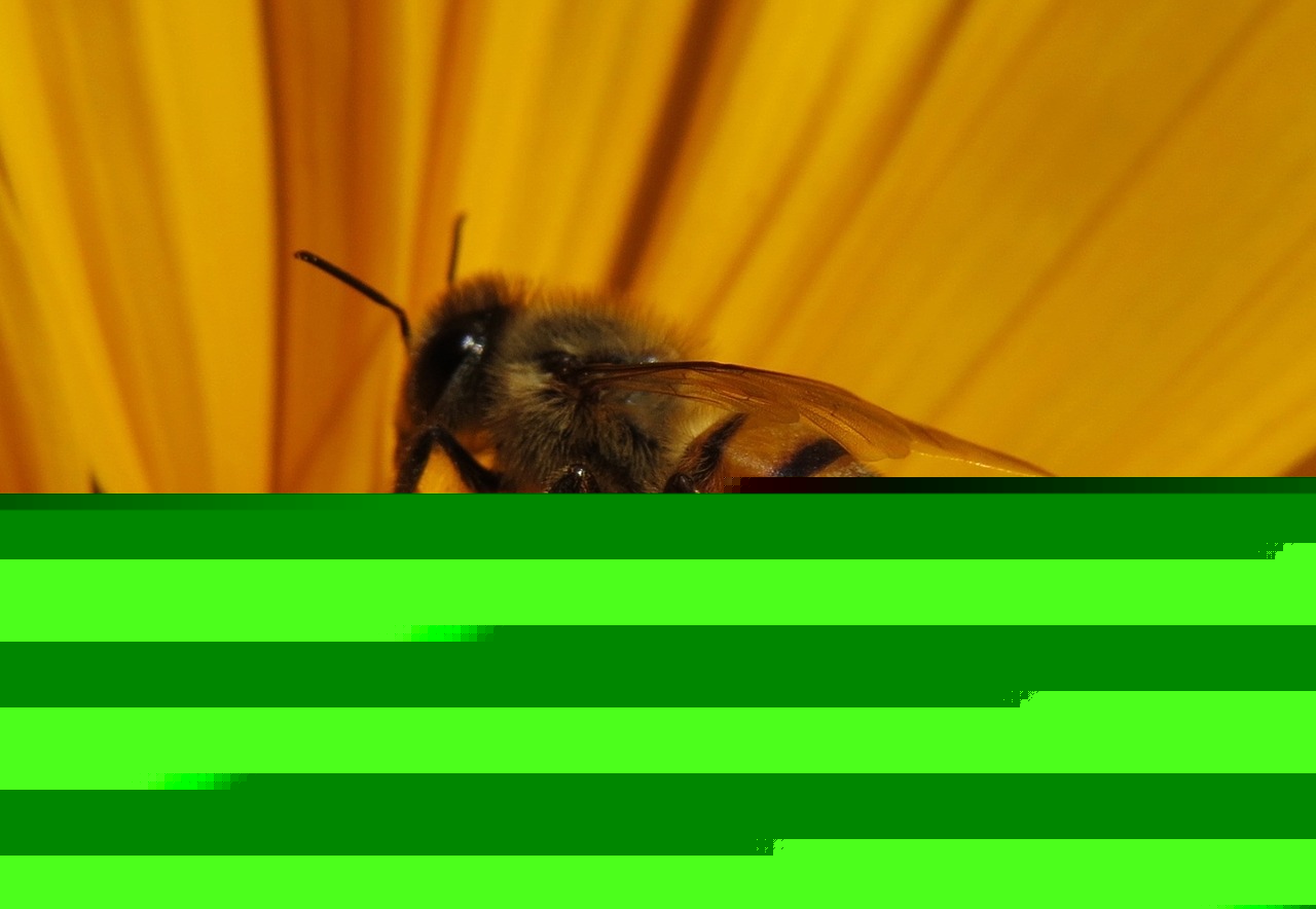 Comment on How to treat bee stings with household items by Deltaexecutor