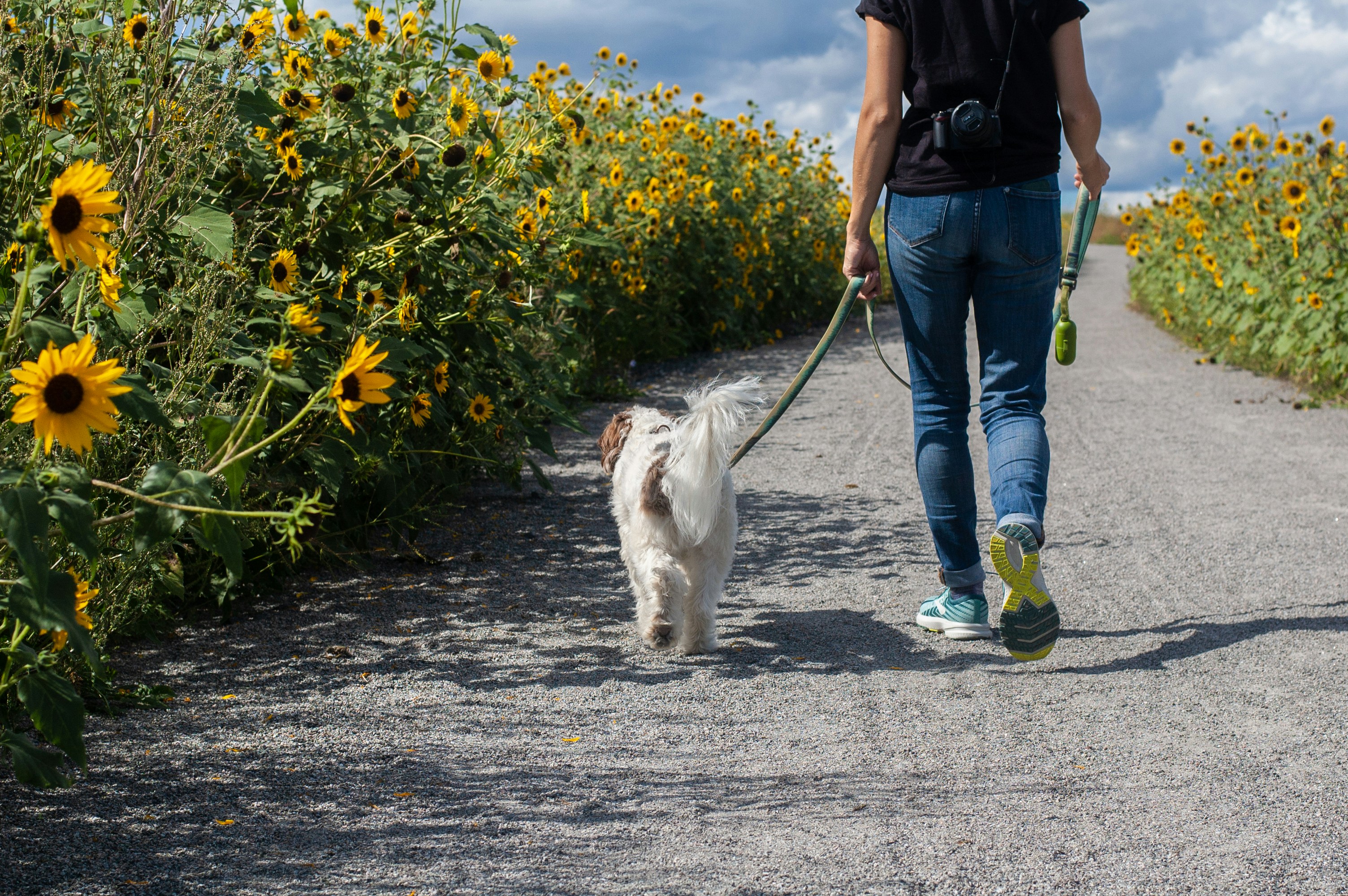 Colorado Cities Fall Short on Pet-Friendly Ranking