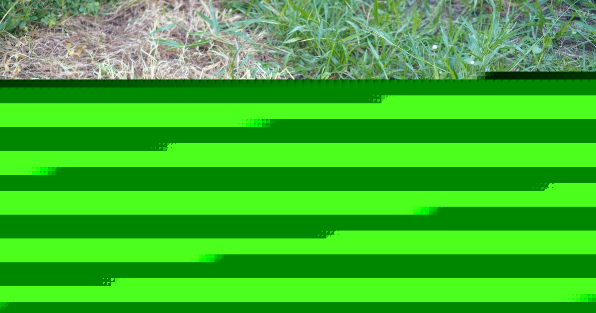Your Brown Grass Looks Dead, Here's Why It's (Probably) Not