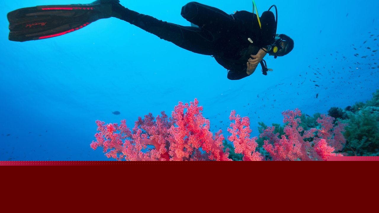 Korallen am Great Barrier Reef zeigen Zeichen der Erholung