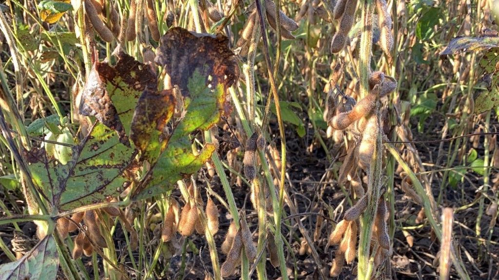 Green Stem Syndrome Impacting Soybean Harvest