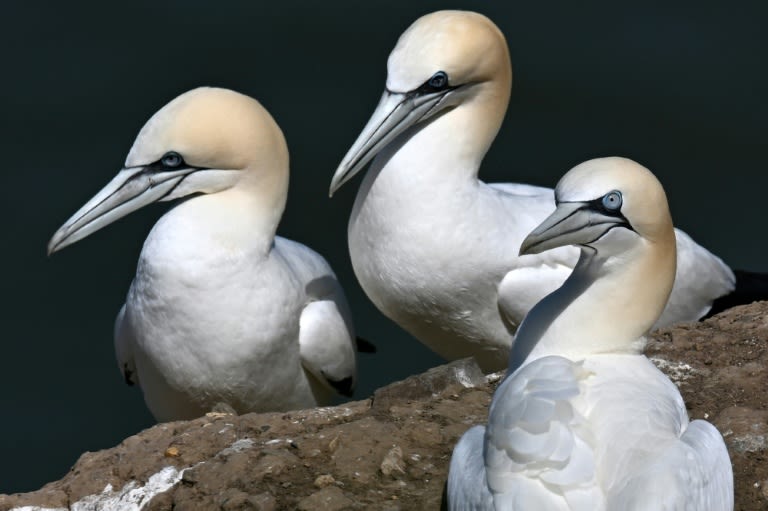Last Scottish island bird hunt banned after almost 500 years