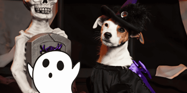 Venta Nocturna Liverpool: Encuentra descuentos en tiernos artículos para tu mascota