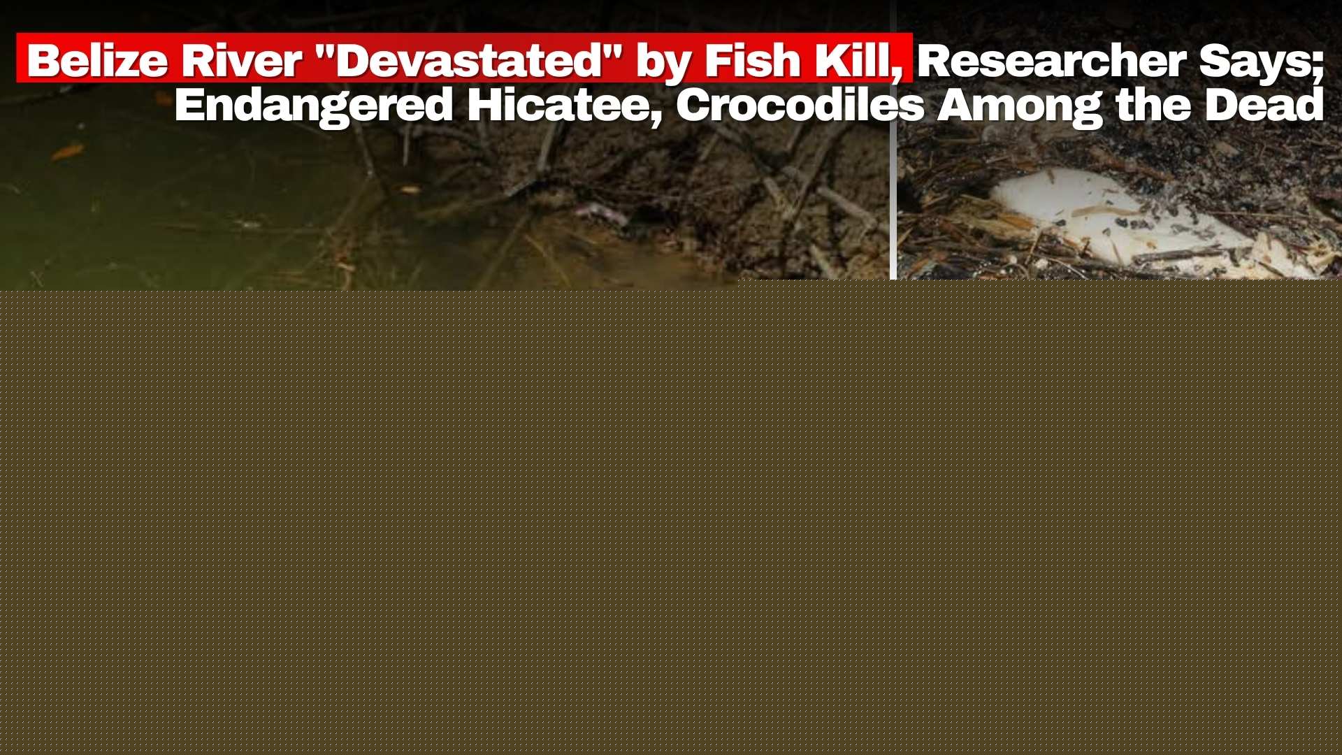 Belize River “Devastated” by Fish Kill, Researcher Says; Endangered Hicatee and Crocodiles Among the Dead