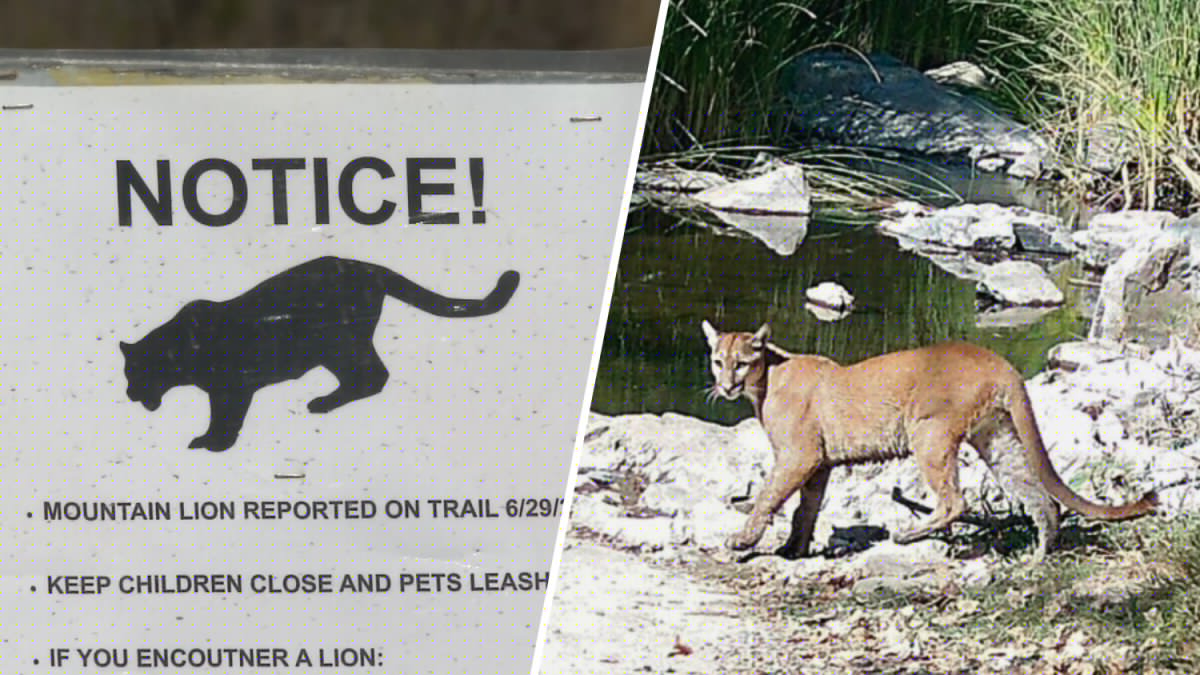 Colocan señales de advertencia tras avistamiento de un puma en el Parque Regional Mission Trails