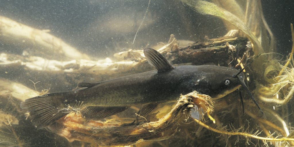 First-known freshwater contagious cancer spreading among catfish in Vermont lake