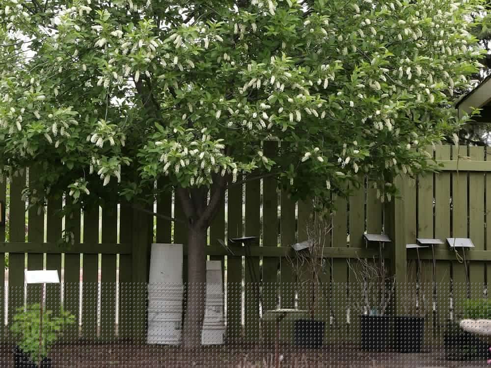 Growing things: How do I keep my chokecherry contained?