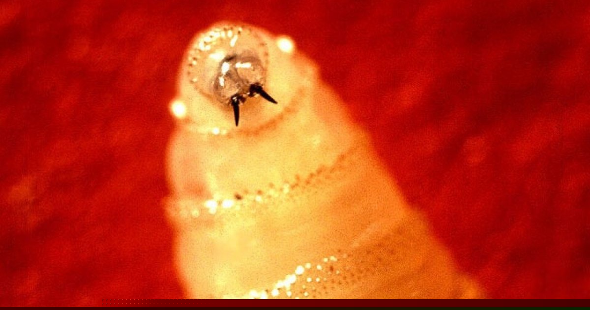New World Screwworm Update: USDA Invests $25 Million as US Prepares to Reopen Cattle Border