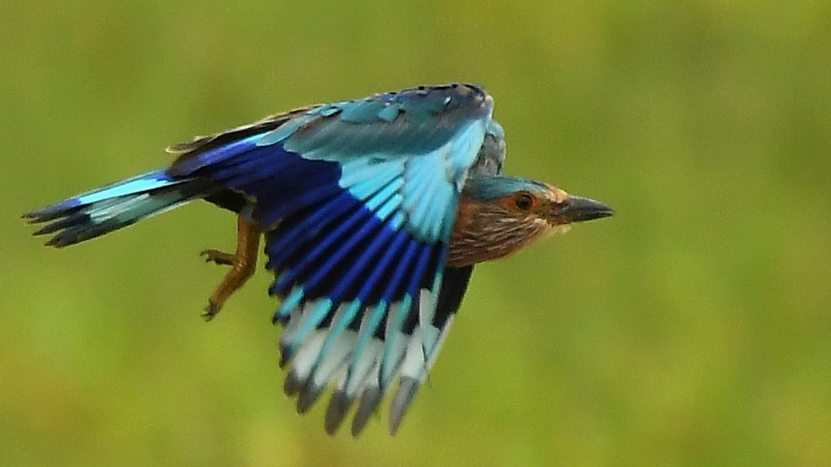 Faith-driven hunt threatens survival of Telangana’s State bird, Palapitta