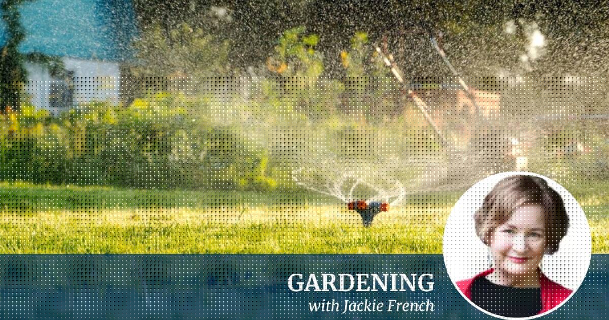From gluggy leaves to green grass: your winter garden sorted