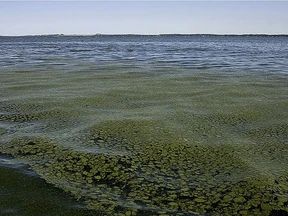 Blue-green algal bloom advisory issued for Pigeon Lake