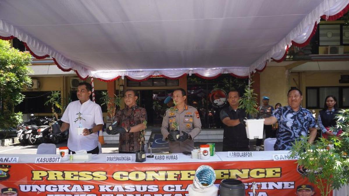 Bule Suami Istri Tanam Ganja Hidroponik di Rumah Kontrakan Bali
