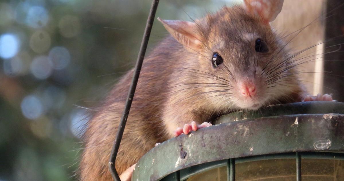 Rats, mice and fleas among the 300 plus pest control call-outs at Glan Clwyd