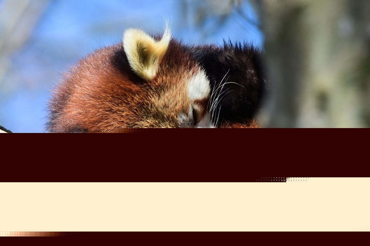 'Heartbreaking loss.' Red panda cub dies at California zoo