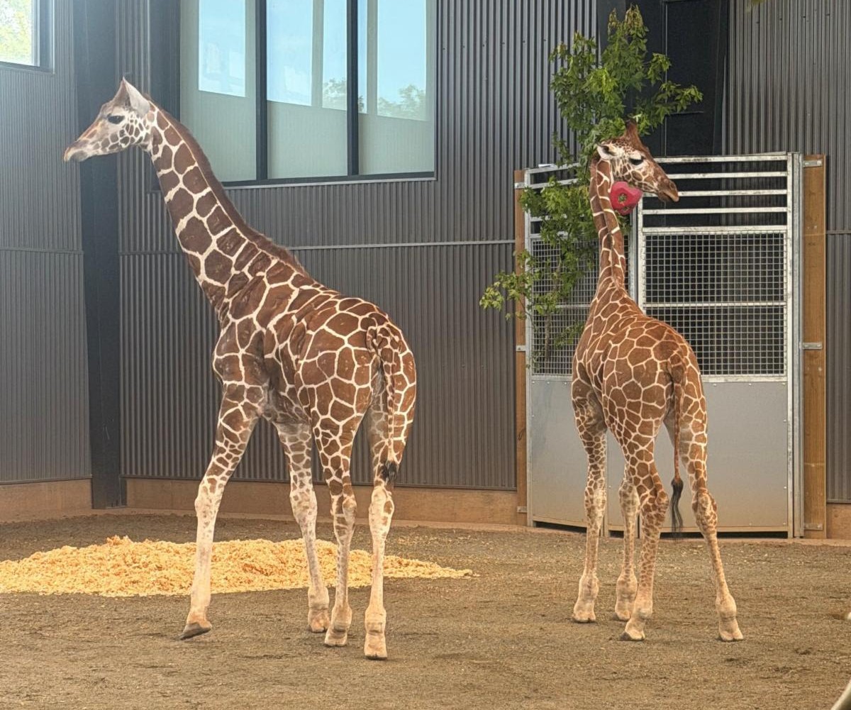 British news site publishes account of plot to move the baby giraffes from Natural Bridge Zoo