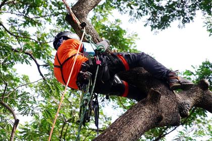 Busy time for tree surgeons in Chesterfield, Bolsover and Barlborough as planning permission is approved by councils