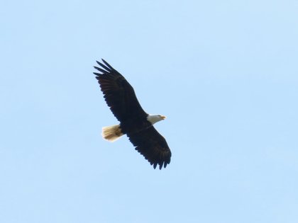 After extreme lead exposure, Michigan rehab center nursing bald eagle back to health