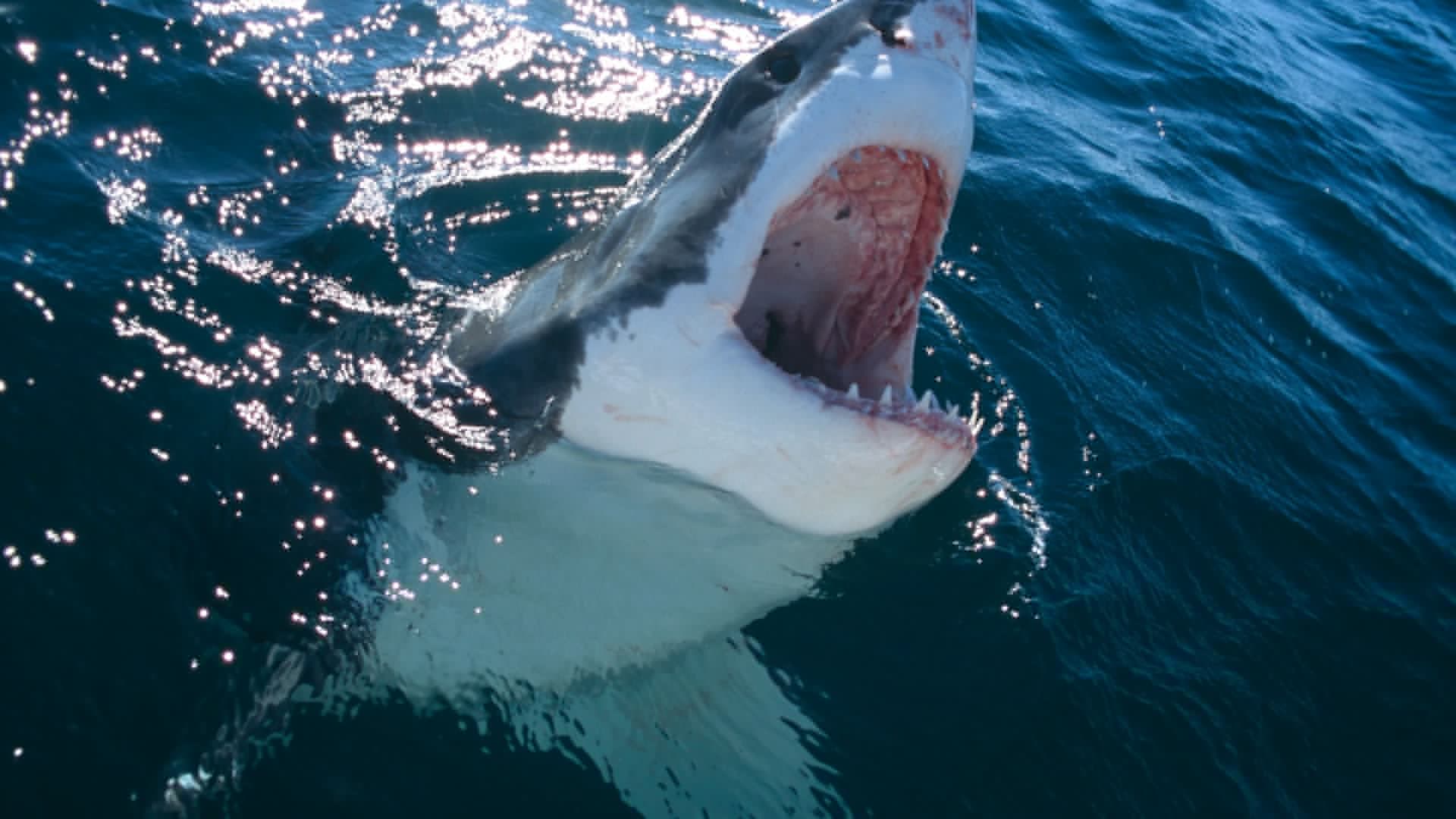 Great white shark drags lifeguard, 71, six feet under water after witnesses notice horrifying item bobbing in ocean