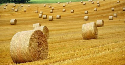 Growing more fruit, vegetables, and pulses could help boost farm resilience