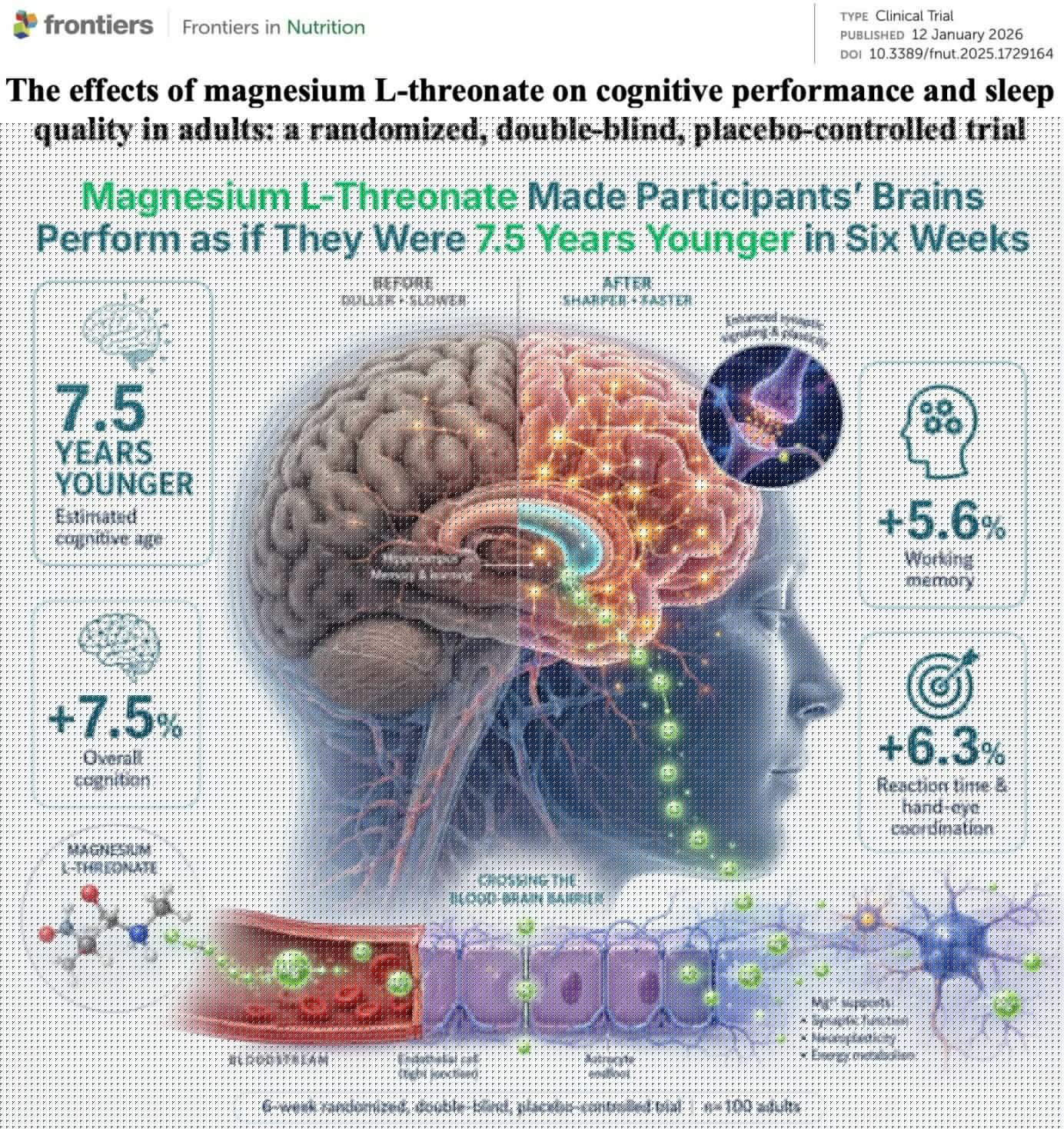 Magnesium L-Threonate made participants' brains perform as if they were 7.5 years younger in six weeks