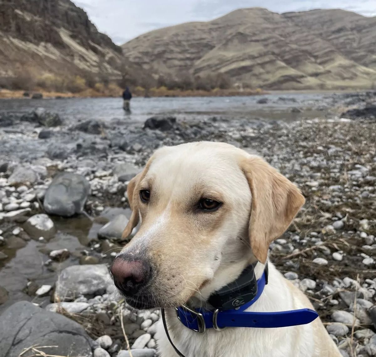 Of dogs and trout: The good, bad and hilarious of fishing with dogs